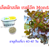เมล็ดผักสลัด เรดโอ๊ค Mondai (แดงเข้ม) เคลือบ 1000 เมล็ด (Rijk Zwaan)