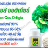 เมล็ดผักสลัด กรีนคอส Ortigia ชนิดเคลือบ กระปุก 500 เมล็ด