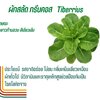 กรีนคอส Tiberius เคลือบ 500 เมล็ด (Rijk Zwaan)