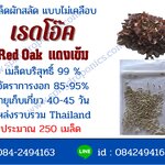 เมล็ดผักสลัดเรดโอ๊ค(แดงเข้ม) 250 เมล็ด (ซื้อ 10 แถม 1)