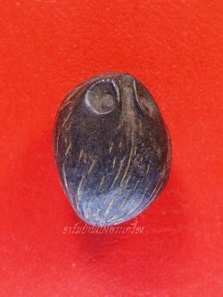 คตมะพร้าว เกิดตามธรรมชาติ เป็นของดีมีพุทธคุณในตัว เสริมดวง ปลอดภัยผีปีศาจ คุณไสยมนต์ดำ ทำอัตรายไม่ได้(องค์ที่1)