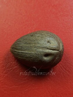 คตมะพร้าว เกิดตามธรรมชาติ เป็นของดีมีพุทธคุณในตัว เสริมดวง ปลอดภัยผีปีศาจ คุณไสยมนต์ดำ ทำอัตรายไม่ได้(องค์ที่2)