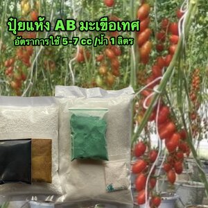 ปุ๋ยแห้ง A B มะเขือเทศ